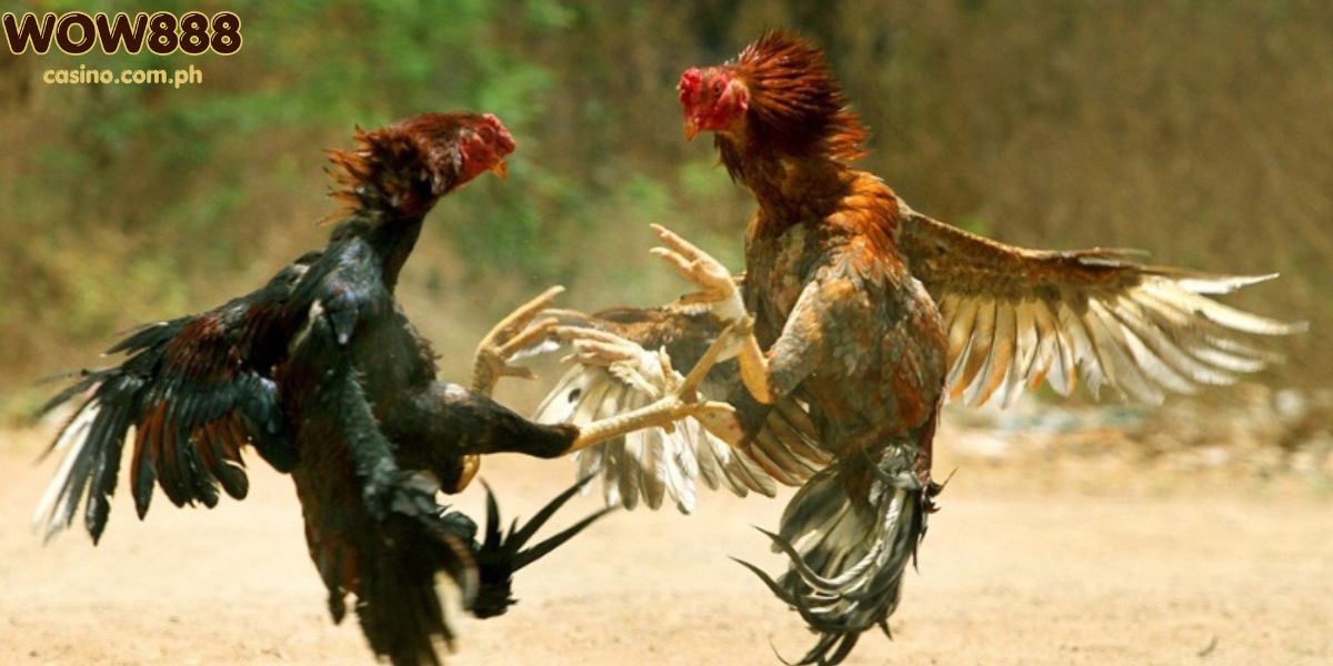 Reasons to Choose WOW888 Cockfighting Today